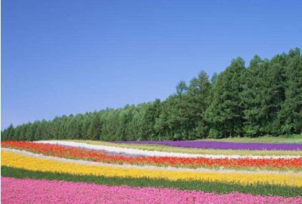 園林公司為您講述如何讓花卉安全度過炎熱的夏天