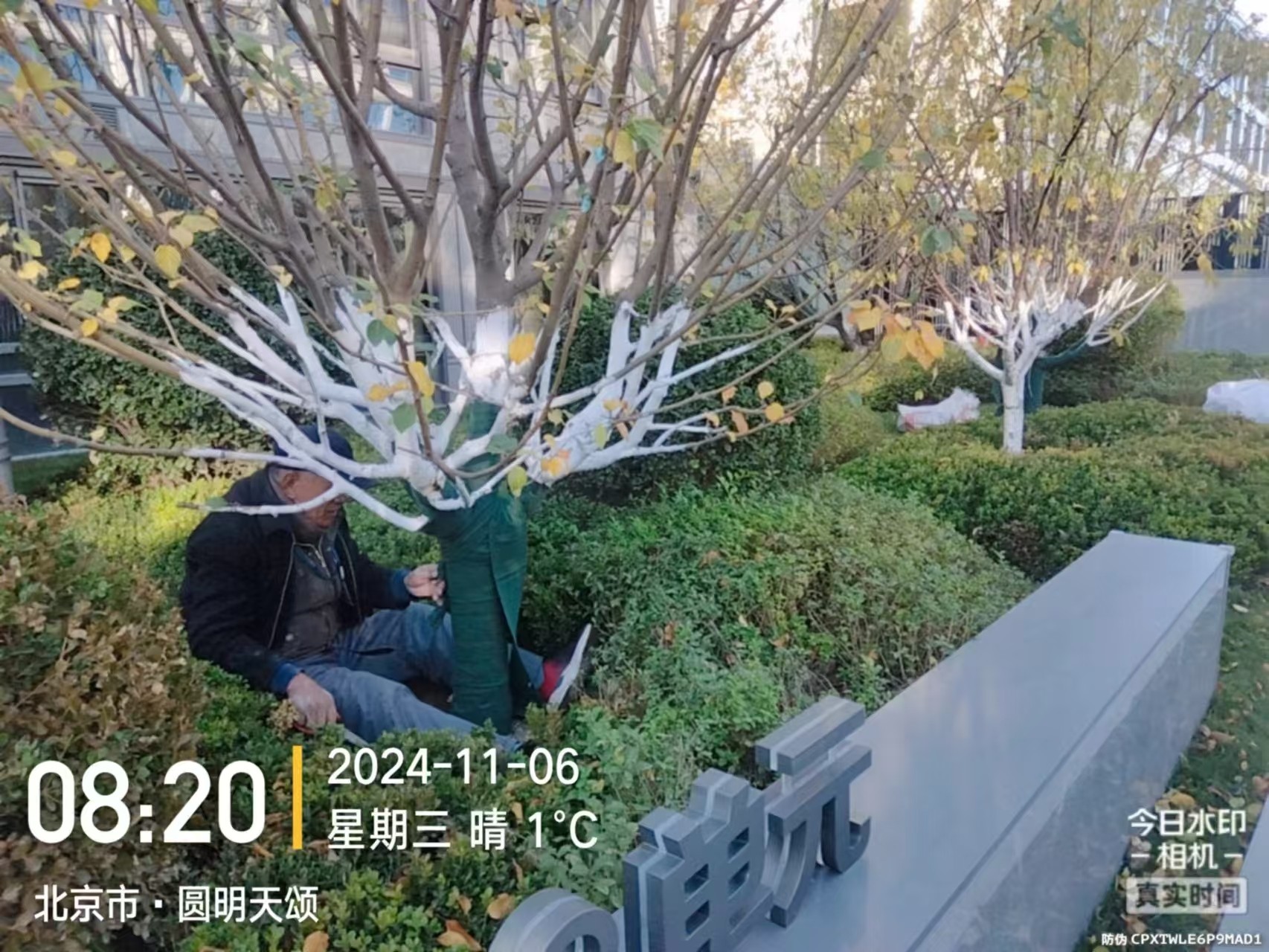 《北京天宏園林綠化草莓视频色app-草莓视频黄色app-草莓视频下载黄色-日本草莓视频下载：冬季綠化養護之大樹涂白》